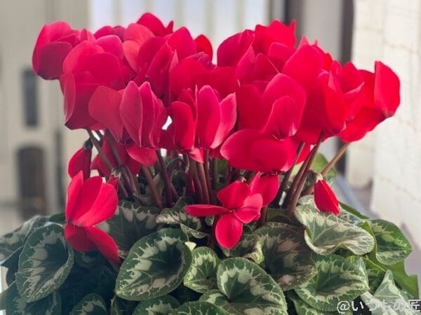 iphone-portrait-result | iphone review.jp ポートレートモードで輪郭強調照明を設定して、実際に撮影した写真は、輪郭が強調されて、丁度良い証明が当たった感じの写真になりました。よく使います。