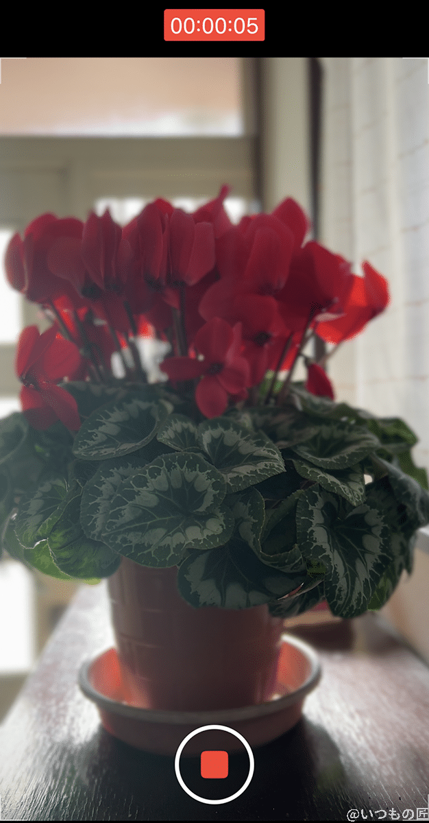 シネマティックモードで撮った花