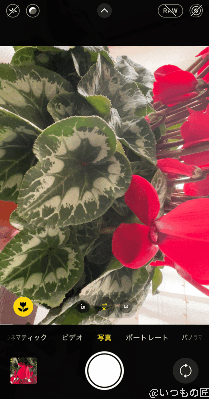 iphone13-macro_mode_enabled | iphone review.jp 広角レンズでマクロ撮影モードが起動すると、花アイコンが表示されます。