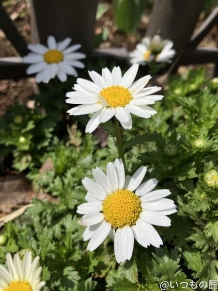 iphone-se-3-wide-lens-photo1 | iphone review.jp iPhone SE3の広角レンズ撮影その1。白い花を撮影すると陰影がキレイです。