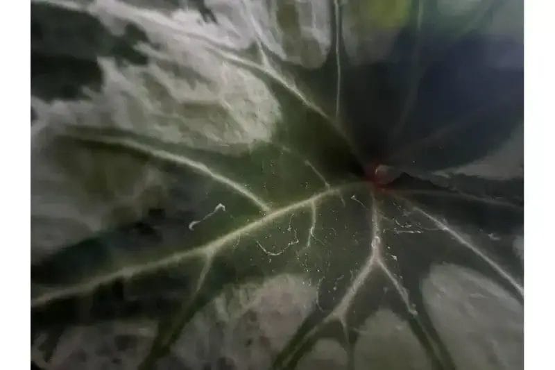 iphone13-macro-camera-leaf | iphone review.jp マクロ撮影した植物の葉は、葉脈がクッキリ見えるほど精細に写すことができます。