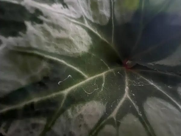 マクロ撮影した植物の葉は、葉脈がクッキリ見えるほど精細に写すことができます。