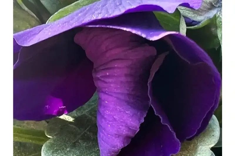 iphone13-macro-lens-photo | iphone review.jp