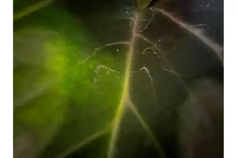 iphone13-macro_lens_disbled | iphone review.jp