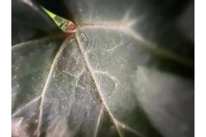 iphone13-macro_lens_enabled | iphone review.jp iPhone13マクロ撮影モード有効