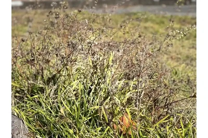 iphone13-telephoto-lens-photo | iphone review.jp