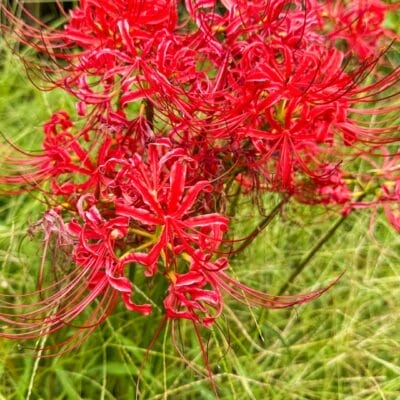 iphone15promax-macro-1-2 | iphone review.jp iPhone15 Pro Max マクロ撮影 作例3