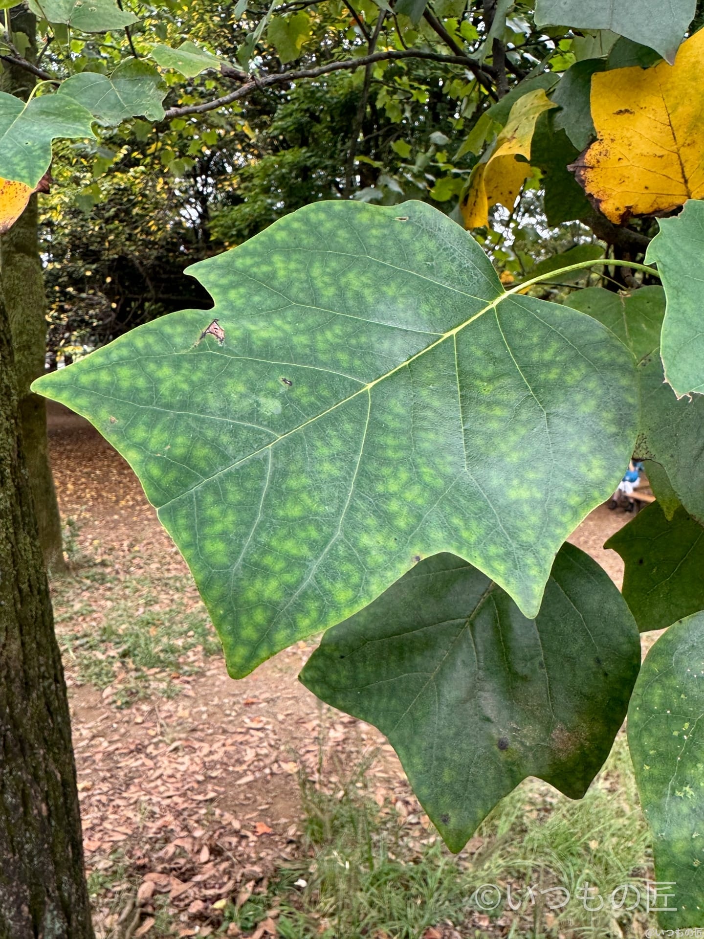 iphone15pro-macro-leaf | iphone review.jp iPhone15 Pro Max マクロ撮影 作例10
葉の葉脈