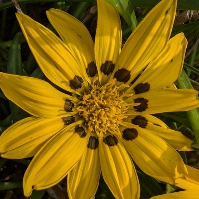 Google Pixel 9 カメラ
Google Pixel 9 でマクロ撮影した写真