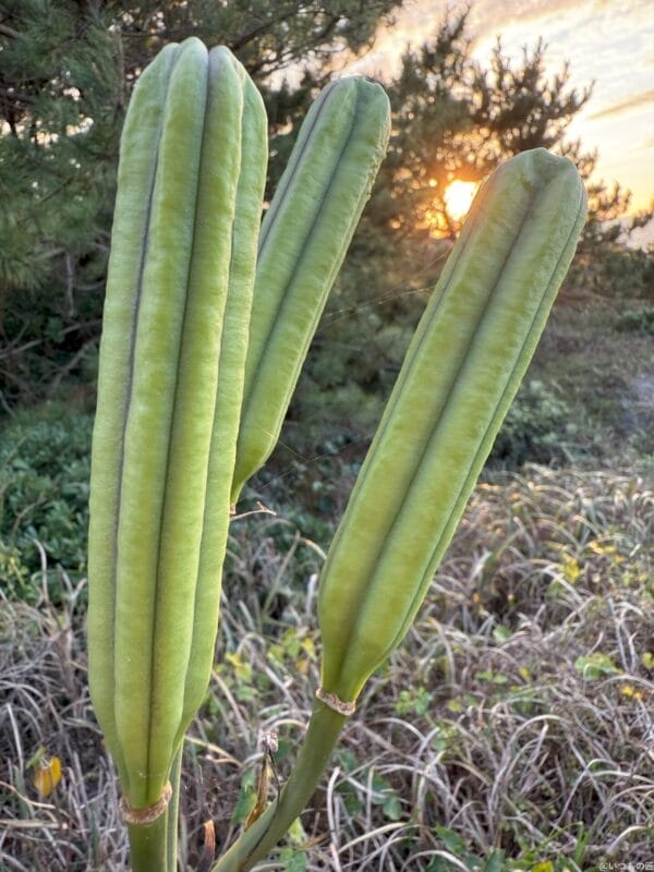 iphone 16 pro maxで撮影したポートレート写真 | iphone review.jp iPhone 16 Pro/16 Pro Max カメラ iPhone 16 Pro Maxで撮影したポートレート写真