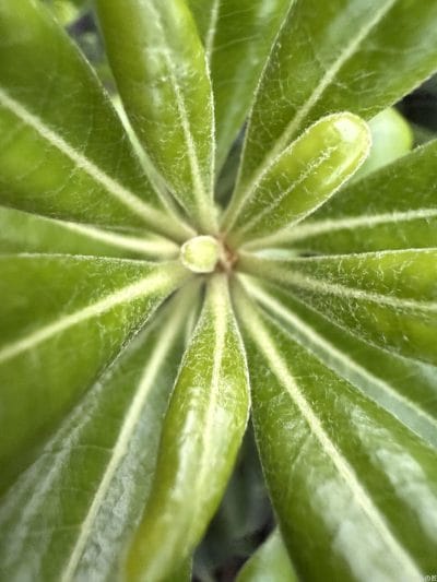 iphone 16 pro maxで撮影したマクロ写真 | iphone review.jp iPhone 16 Pro/16 Pro Max カメラ iPhone 16 Pro Maxで撮影したマクロ写真