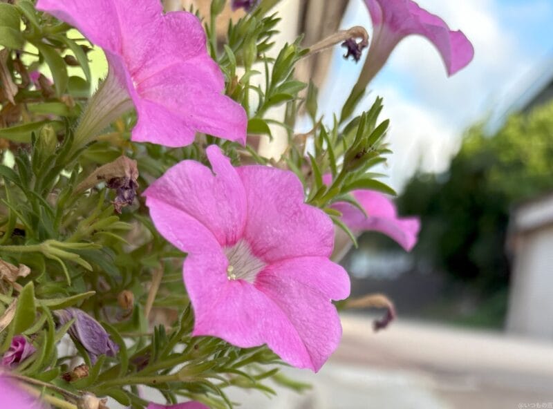 iPhone 16/16 Plus カメラ iPhone 16で撮影した風景写真