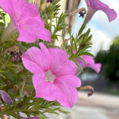 iphone 16で撮影した風景写真 | iphone review.jp iPhone 16/16 Plus カメラ iPhone 16で撮影した風景写真