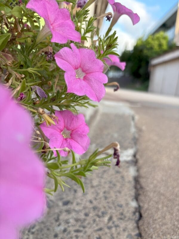 iPhone 16/16 Plus カメラ iPhone 16で撮影した風景写真