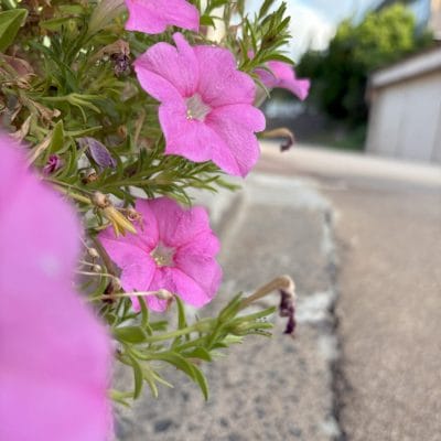iphone 16で撮影した風景写真 | iphone review.jp iPhone 16/16 Plus カメラ iPhone 16で撮影した風景写真
