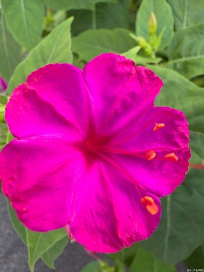 iphone 16で撮影したマクロ写真 | iphone review.jp iPhone 16 Pro/16 Pro Max カメラ iPhone 16 で撮影したマクロ写真