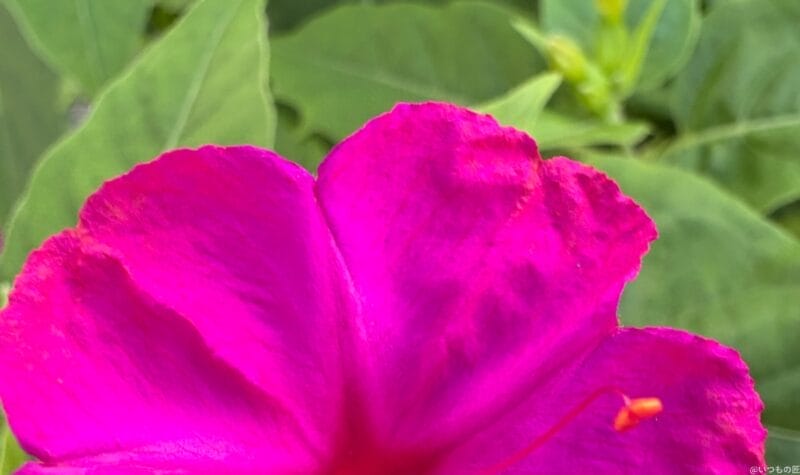 iPhone 16/16 Plus カメラ iPhone 16でマクロ撮影した写真