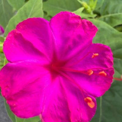 iphone 16でマクロ撮影した写真 | iphone review.jp iPhone 16/16 Plus カメラ iPhone 16でマクロ撮影した写真