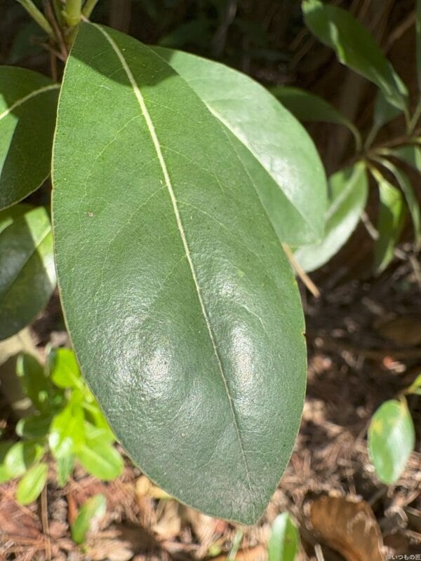 iPhone 16/16 Plus カメラ iPhone 16でマクロ撮影した写真