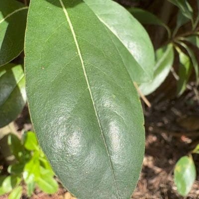 iphone 16でマクロ撮影した写真 | iphone review.jp iPhone 16/16 Plus カメラ iPhone 16でマクロ撮影した写真