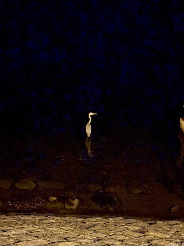 iPhone 16/16 Plus カメラ iPhone 16の通常モードで撮影した夜景写真