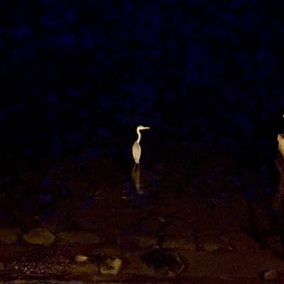 iphone 16の通常モードで撮影した夜景写真 | iphone review.jp iPhone 16/16 Plus カメラ iPhone 16の通常モードで撮影した夜景写真