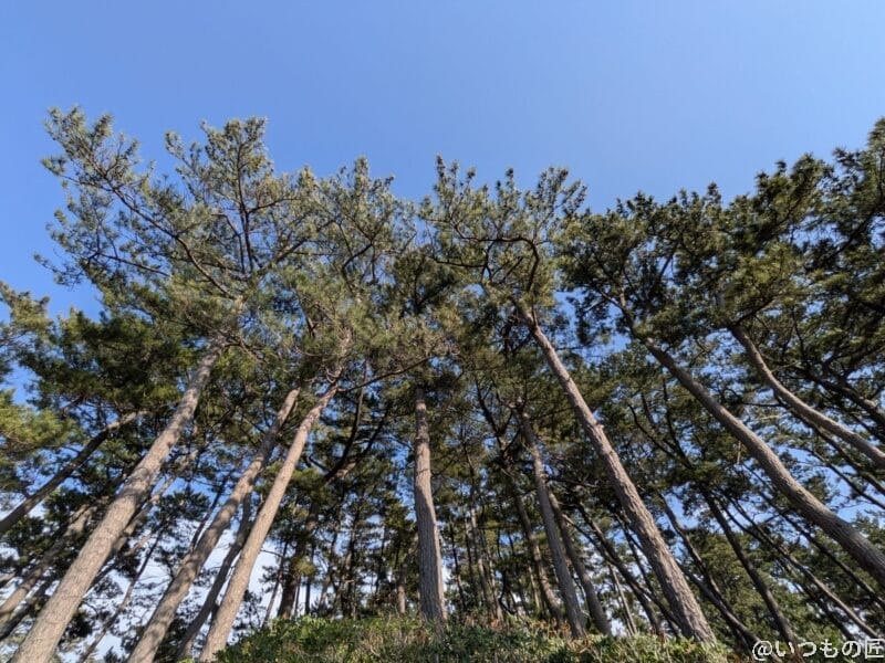 iPhone16e カメラ
Pixel 9aで撮影した風景写真