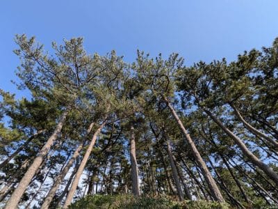 pixel 9aで撮影した風景写真 | iphone review.jp iPhone16e カメラ Pixel 9aで撮影した風景写真