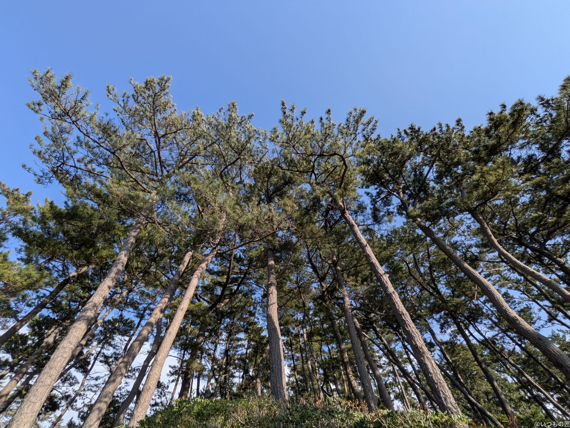 iPhone16e カメラ
Pixel 9aで撮影した風景写真