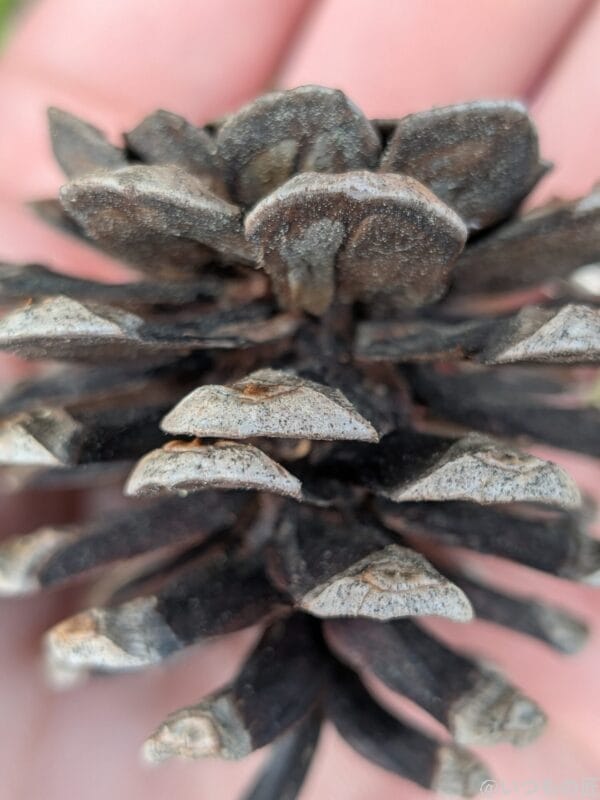 iPhone16e カメラ
Google Pixel 9aでマクロ撮影した写真