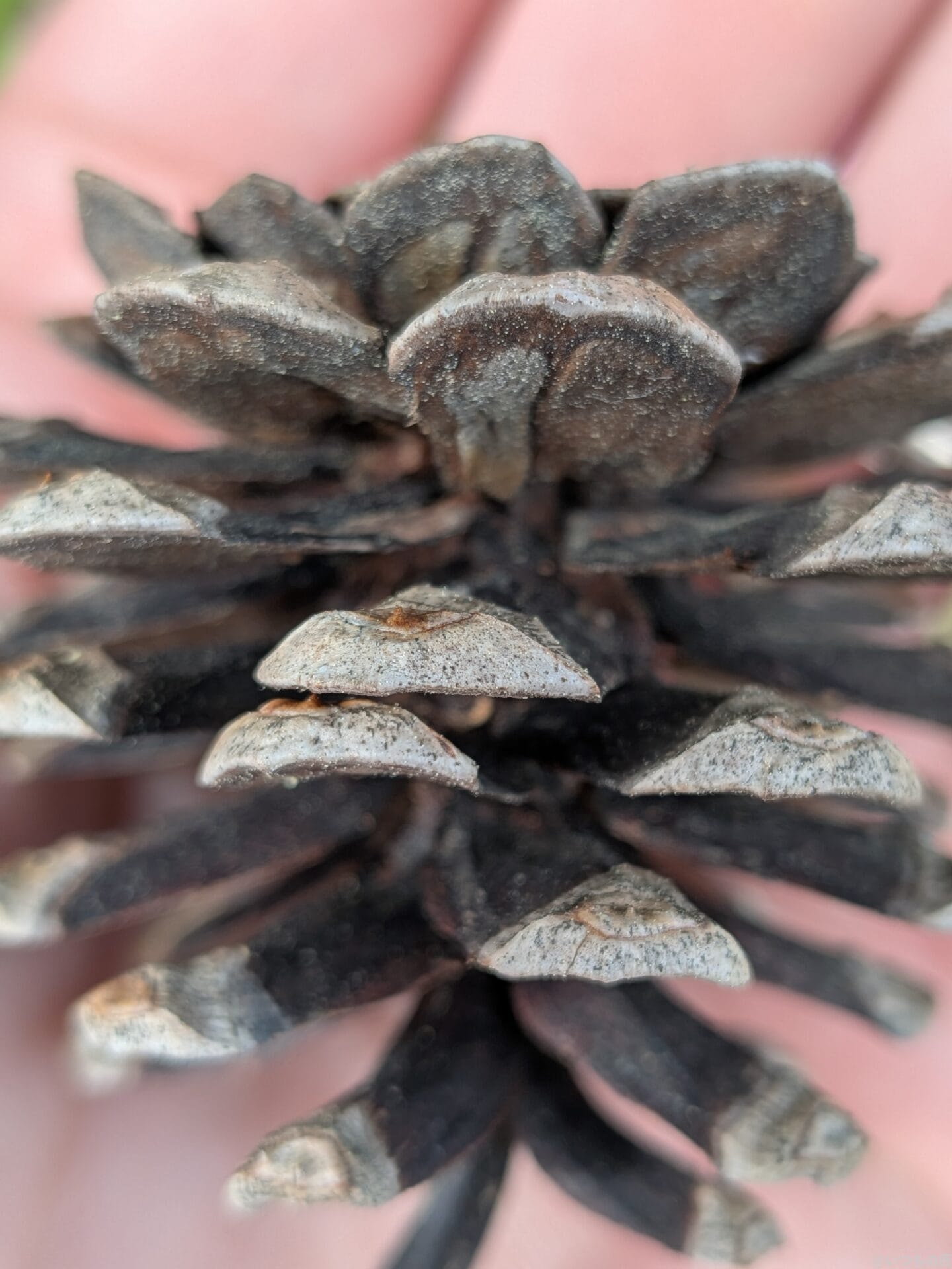 iPhone16e カメラ
Google Pixel 9aでマクロ撮影した写真