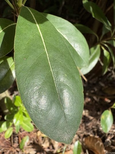 iphone16でマクロ撮影した写真 | iphone review.jp iPhone16e カメラ iPhone16でマクロ撮影した写真