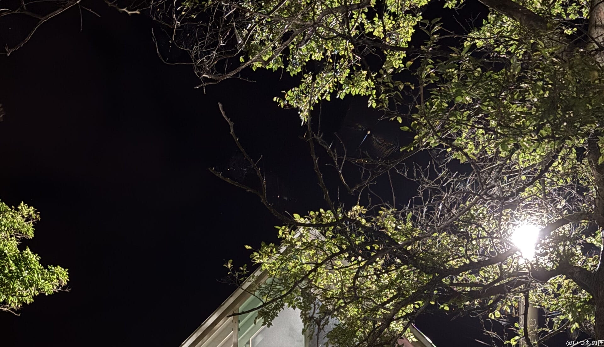 iPhone16e カメラ
iPhone16のズーム写真を切り抜き・拡大した写真