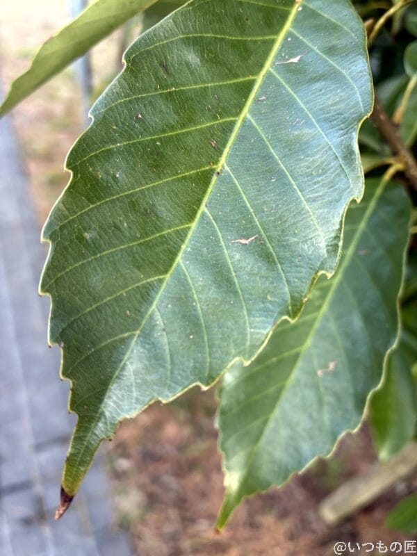 iPhone16e カメラ
iPhone16eでマクロ撮影した写真