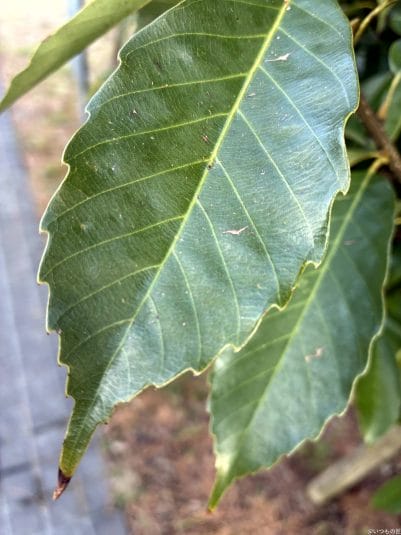 iphone16eでマクロ撮影した写真 | iphone review.jp iPhone16e カメラ iPhone16eでマクロ撮影した写真