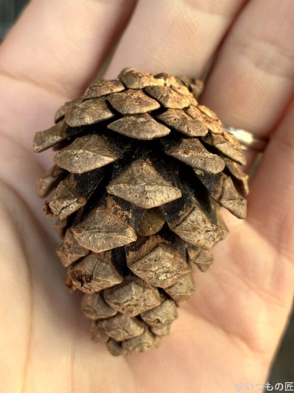 iphone16eでマクロ撮影した写真 | iphone review.jp iPhone16e カメラ iPhone16eでマクロ撮影した写真