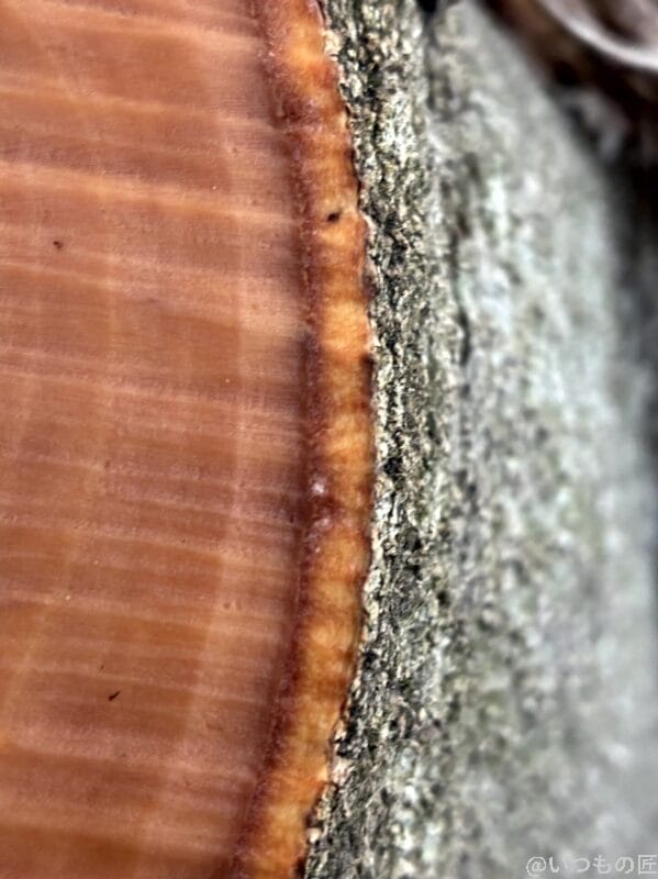 iphone16eでマクロ撮影した写真 | iphone review.jp iPhone16e カメラ iPhone16eでマクロ撮影した写真