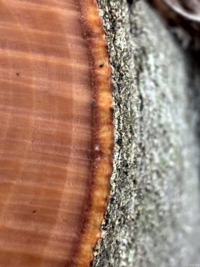 iphone16eでマクロ撮影した写真 | iphone review.jp iPhone16e カメラ iPhone16eでマクロ撮影した写真