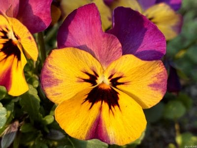 iphone16eでマクロ撮影した写真 | iphone review.jp iPhone16e カメラ iPhone16eでマクロ撮影した写真