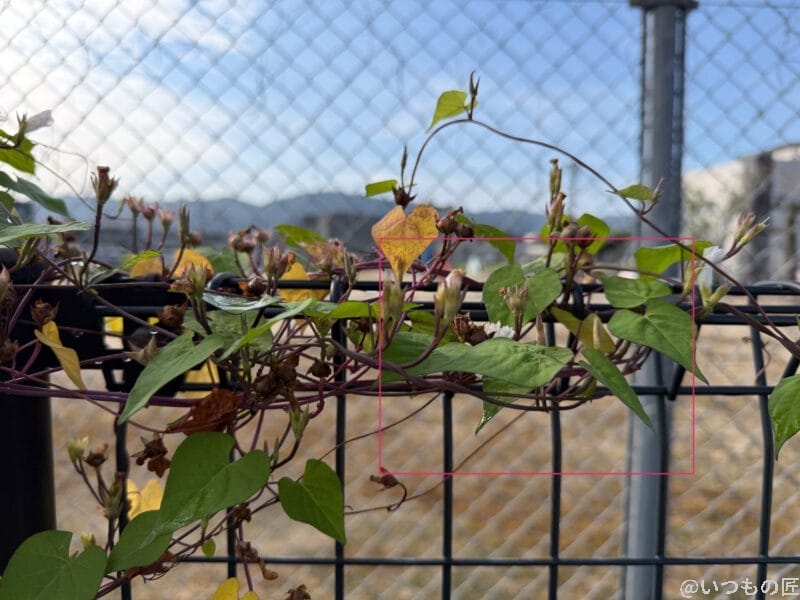 金網フェンスに絡みつく朝顔 | iphone review.jp iPhone 17 Pro カメラ 金網フェンスに絡みつく朝顔
