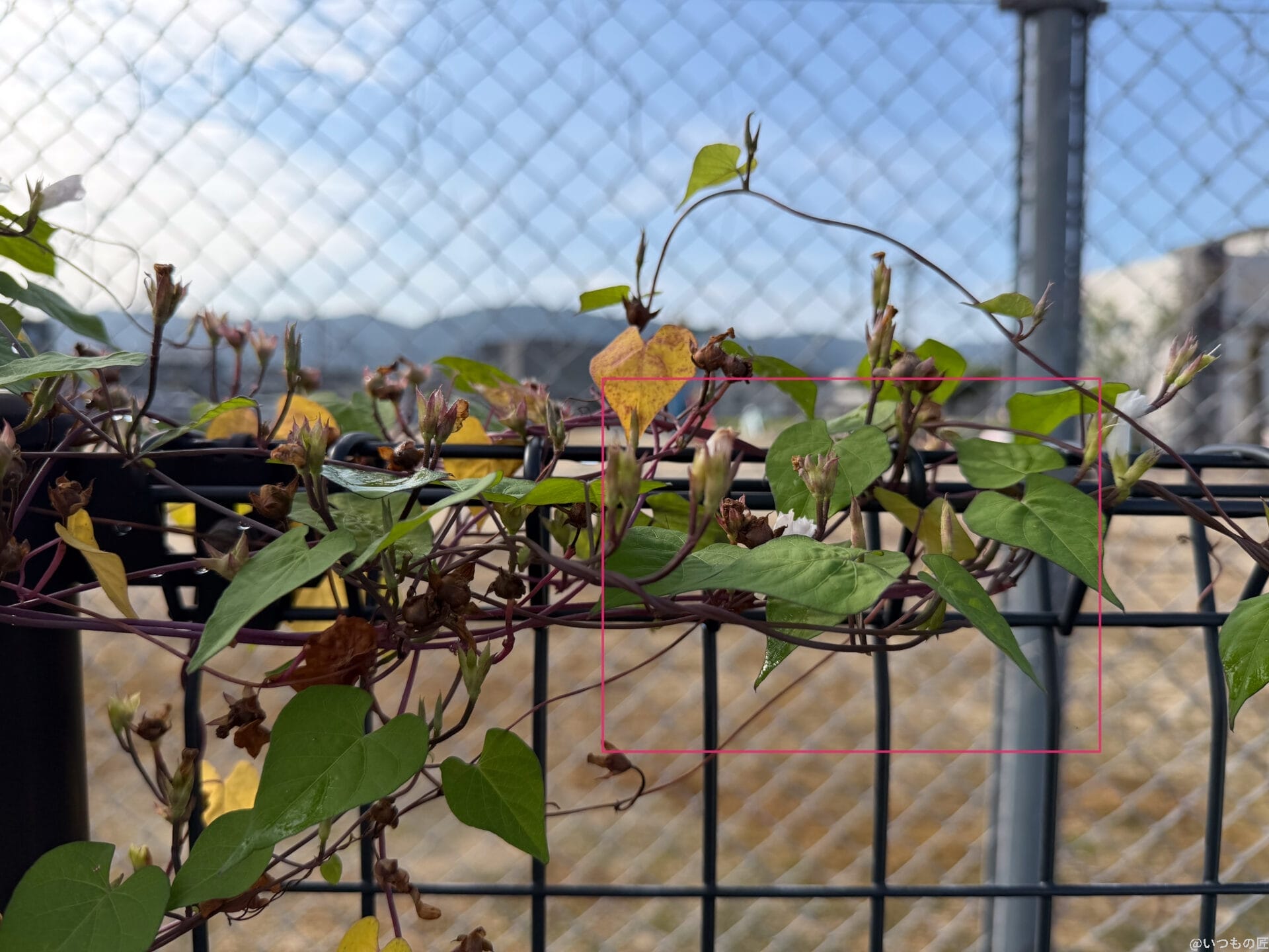 iPhone 17 Pro カメラ 金網フェンスに絡みつく朝顔