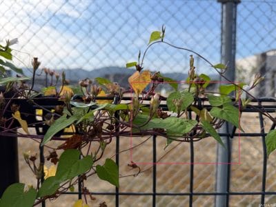 金網フェンスに絡みつく朝顔 | iphone review.jp iPhone 17 Pro カメラ 金網フェンスに絡みつく朝顔