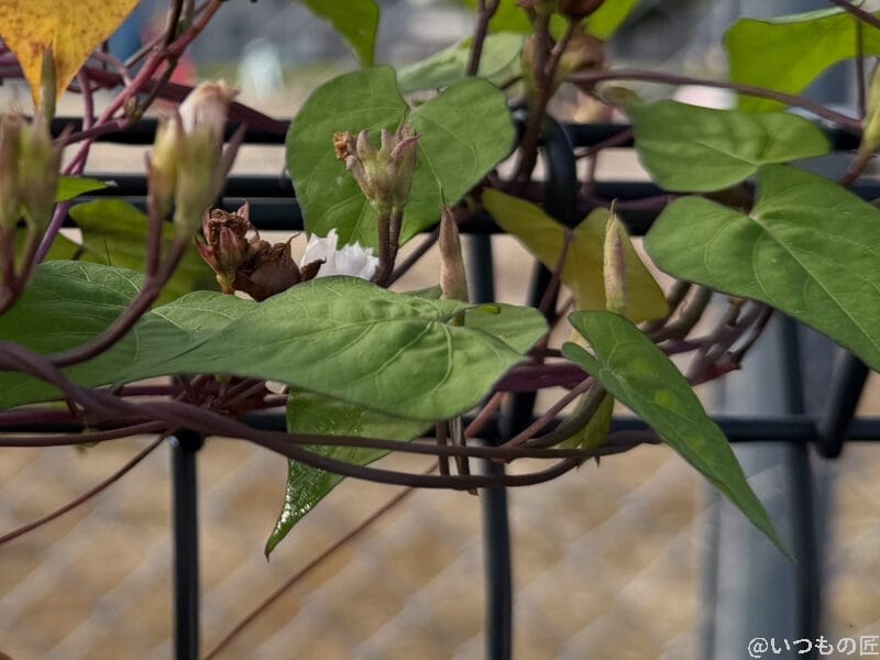 フェンスの金網に巻き付く朝顔 | iphone review.jp iPhone 17 Pro カメラ フェンスの金網に巻き付く朝顔