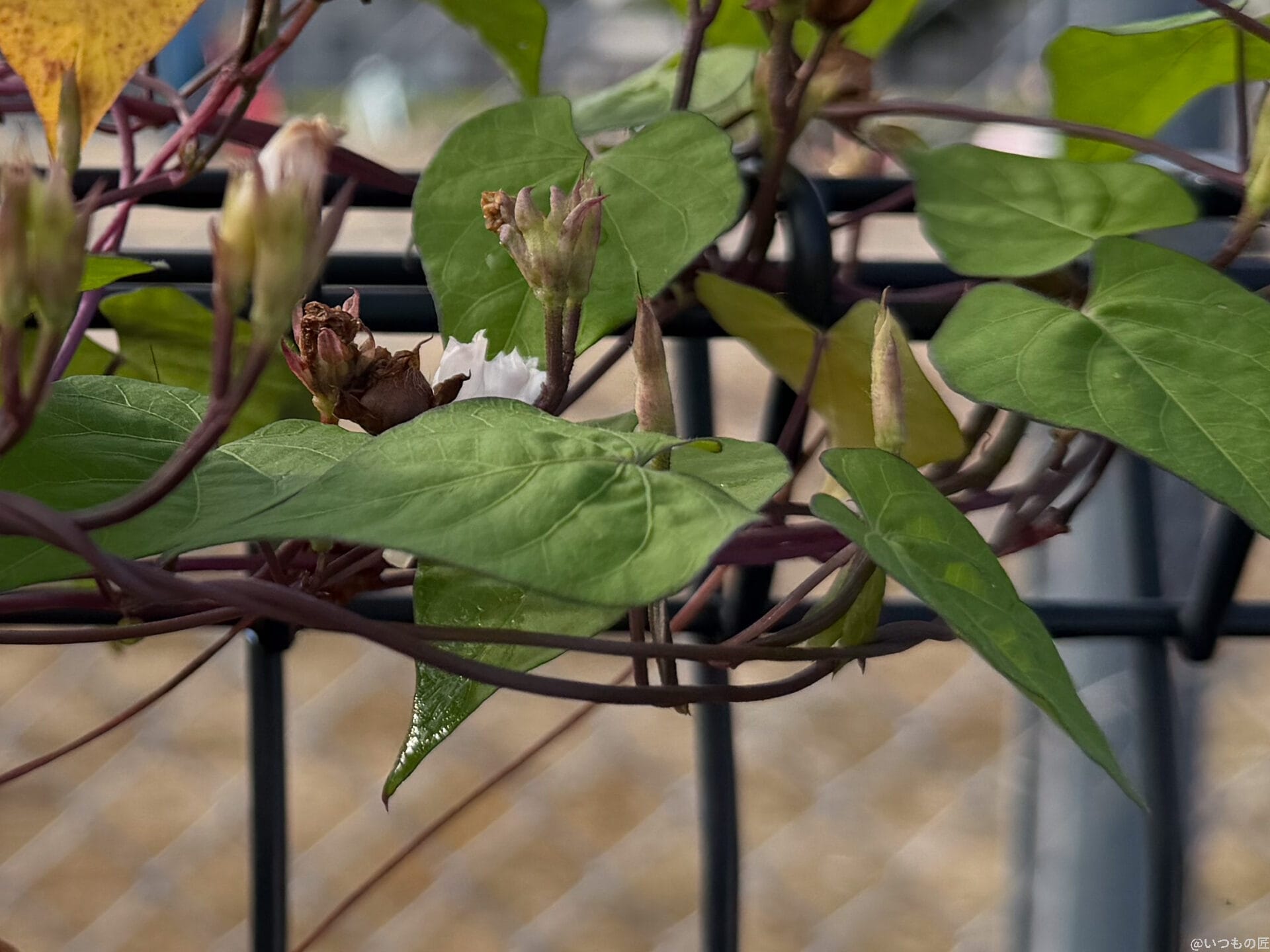 iPhone 17 Pro カメラ
フェンスの金網に巻き付く朝顔