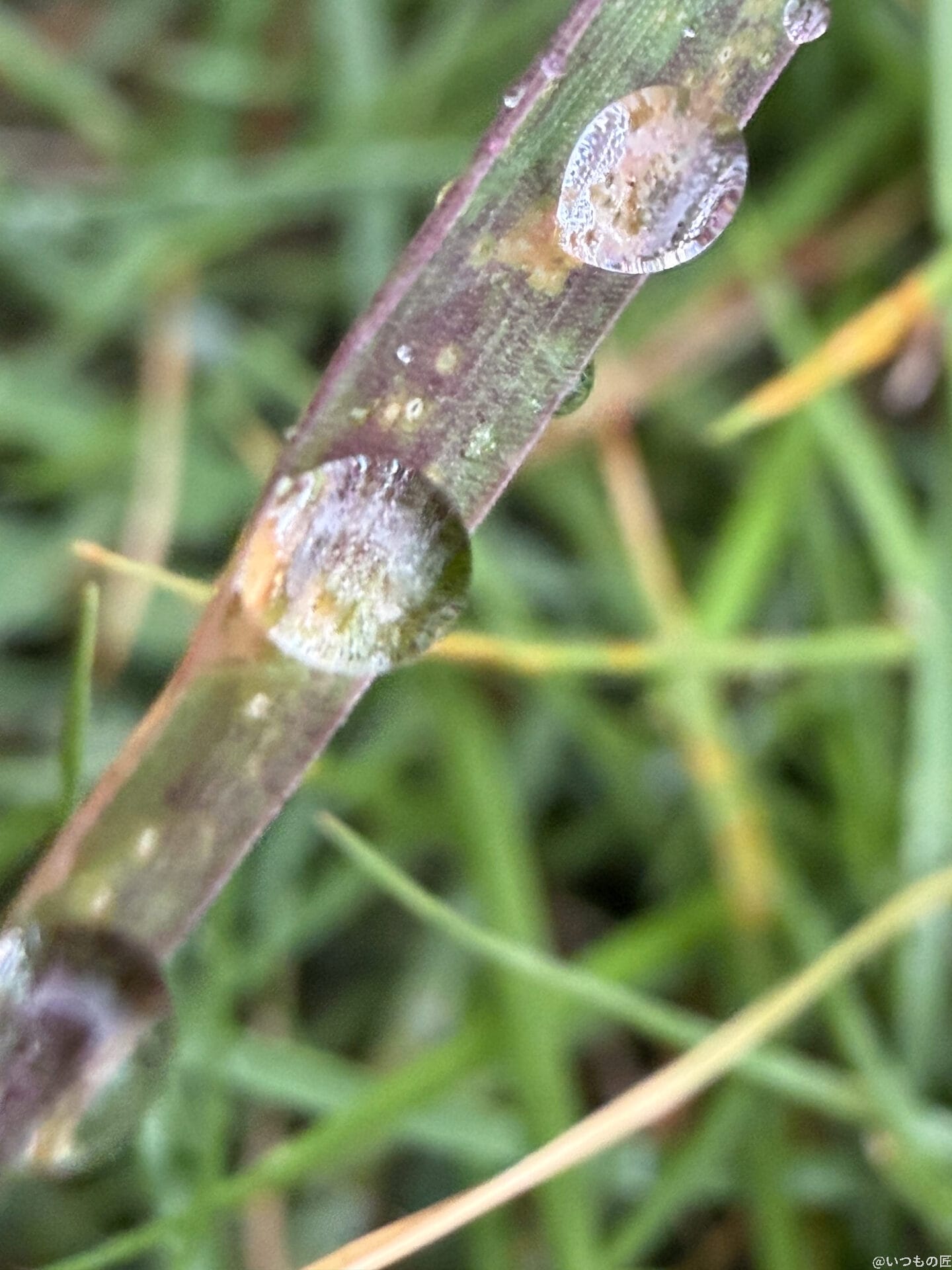 iPhone 17 Pro カメラ
草についた水滴