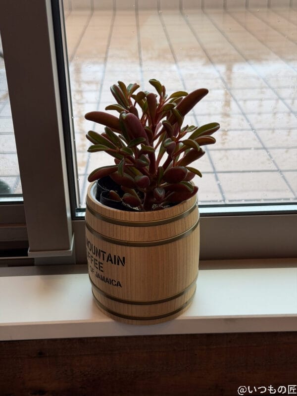 iPhone 17 Pro カメラ 木樽風の鉢に植えられ、窓辺に佇む植物