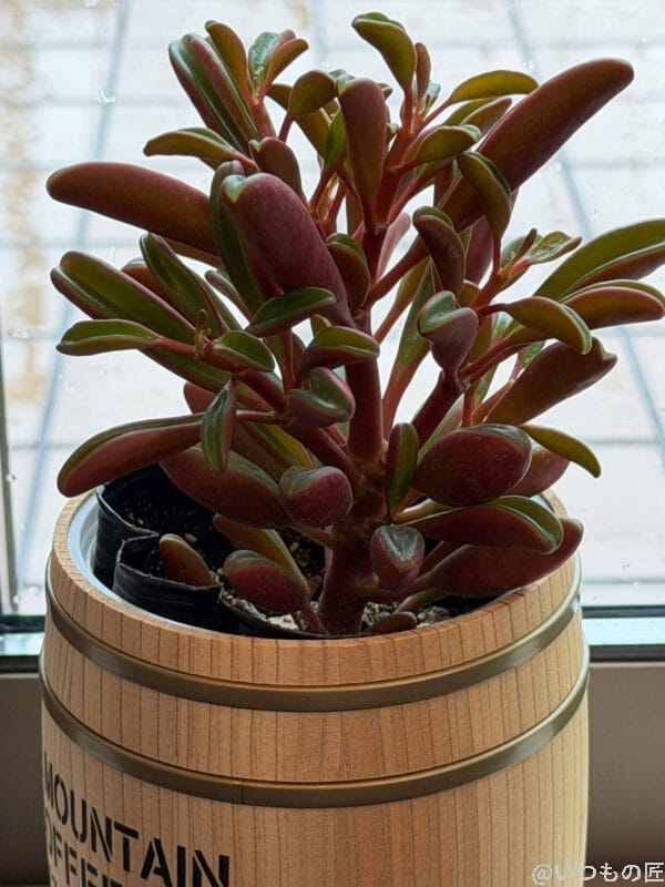 iPhone 17 Pro カメラ 木樽風の鉢に植えられ、窓辺に佇む植物