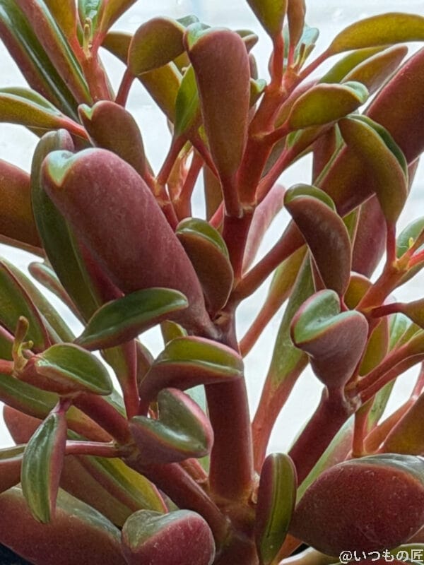 iPhone 17 Pro カメラ 木樽風の鉢に植えられ、窓辺に佇む植物