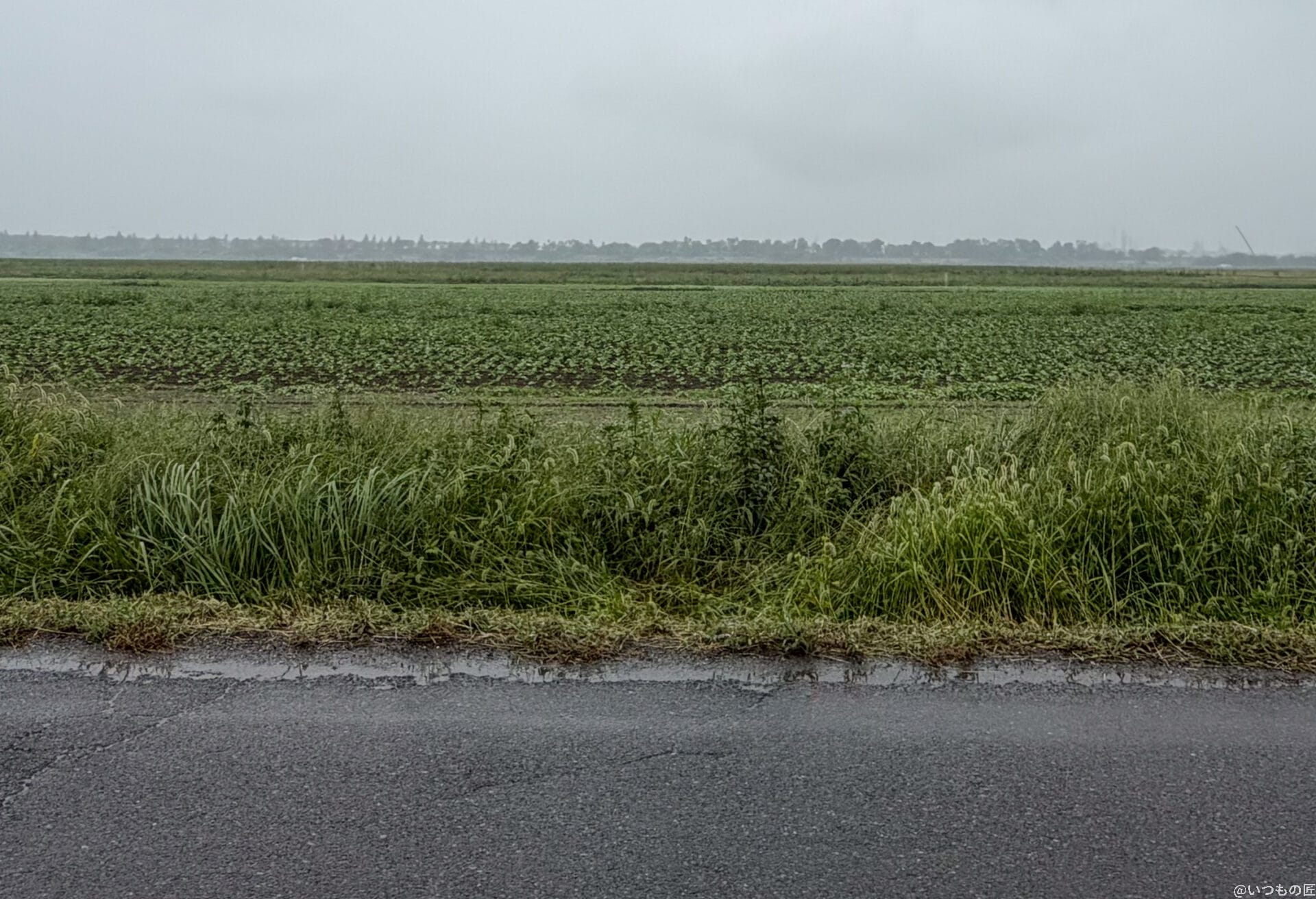 iPhone17 カメラ
雨に濡れた道路の様子