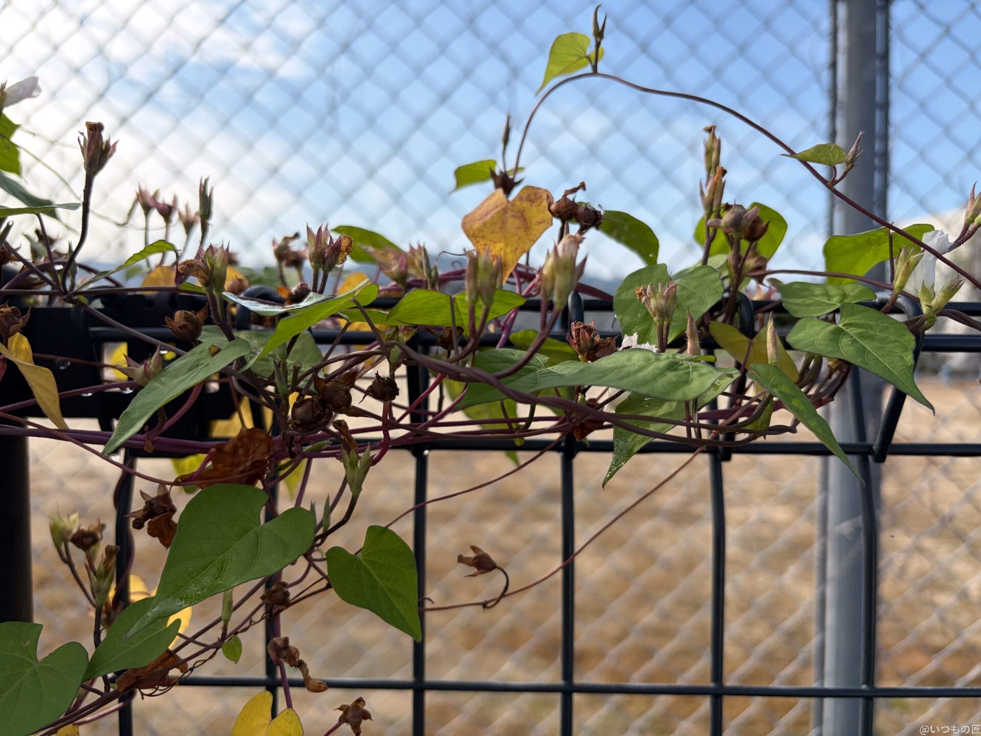 iPhone17 カメラ
フェンスに巻き付く朝顔の蔓
